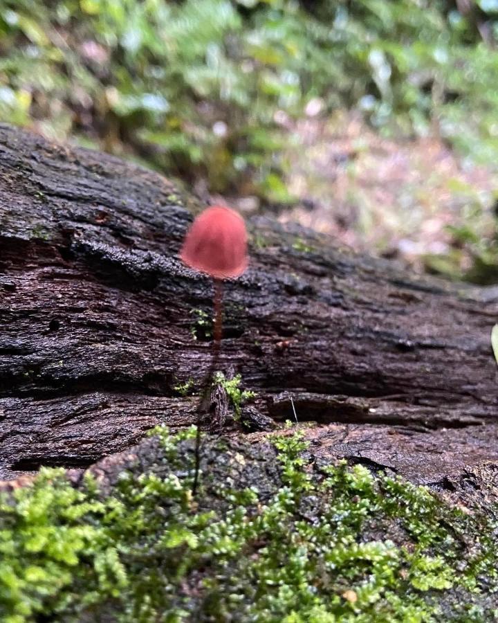 Sitio Metropole - Refugio Na Natureza Piraju Kültér fotó